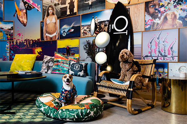 Dogs in colourful room