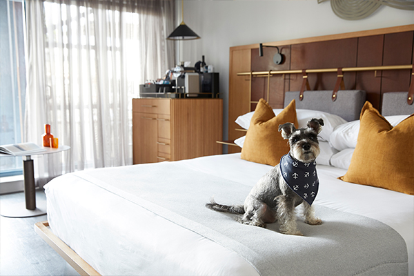 Dog posing on bed