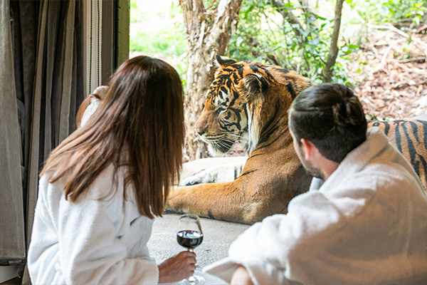 Guests and tiger