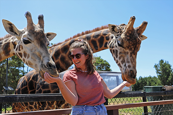 Guest with giraffes