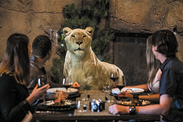 Dinner with a lion