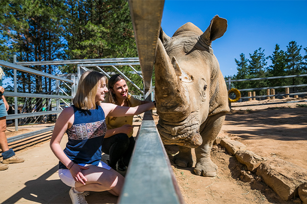 Guests patting a Rino