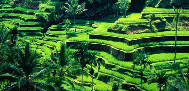 Buying a Business in Bali